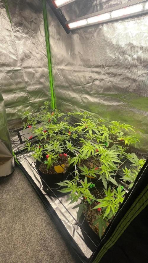 1. GROW - JUNGLEBOYS - ANIMAL TSUNAMI. Week 5