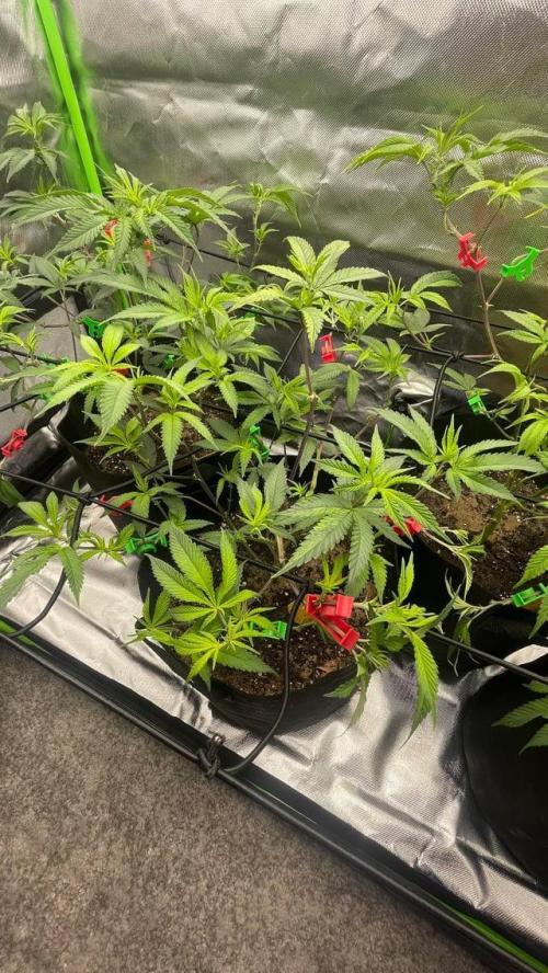 1. GROW - JUNGLEBOYS - ANIMAL TSUNAMI. Week 5