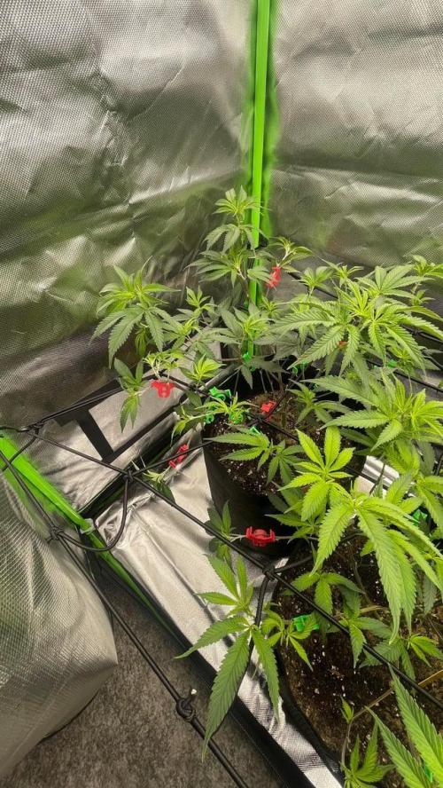 1. GROW - JUNGLEBOYS - ANIMAL TSUNAMI. Week 5