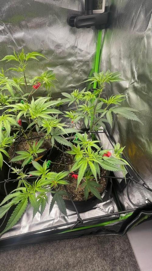 1. GROW - JUNGLEBOYS - ANIMAL TSUNAMI. Week 5
