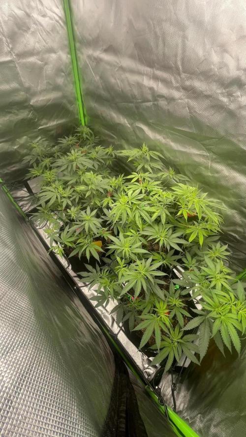 1. GROW - JUNGLEBOYS - ANIMAL TSUNAMI. Week 6