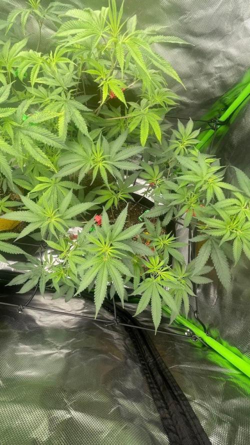 1. GROW - JUNGLEBOYS - ANIMAL TSUNAMI. Week 6