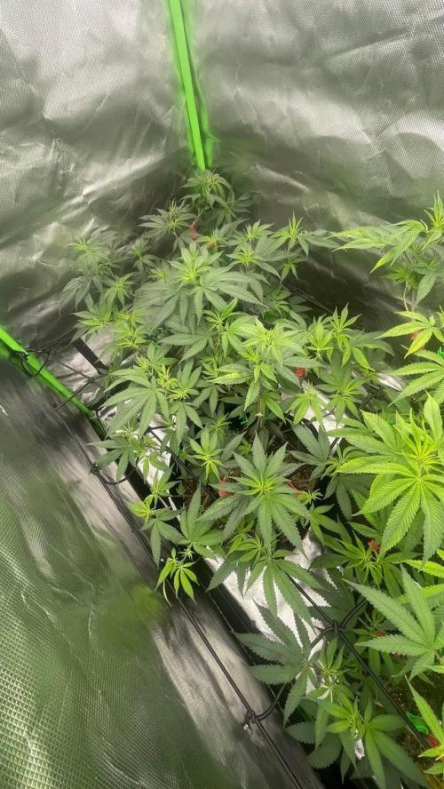 1. GROW - JUNGLEBOYS - ANIMAL TSUNAMI. Week 6