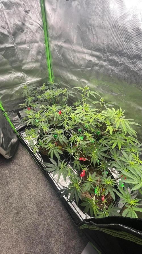 1. GROW - JUNGLEBOYS - ANIMAL TSUNAMI. Week 7