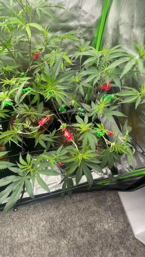 1. GROW - JUNGLEBOYS - ANIMAL TSUNAMI. Week 7