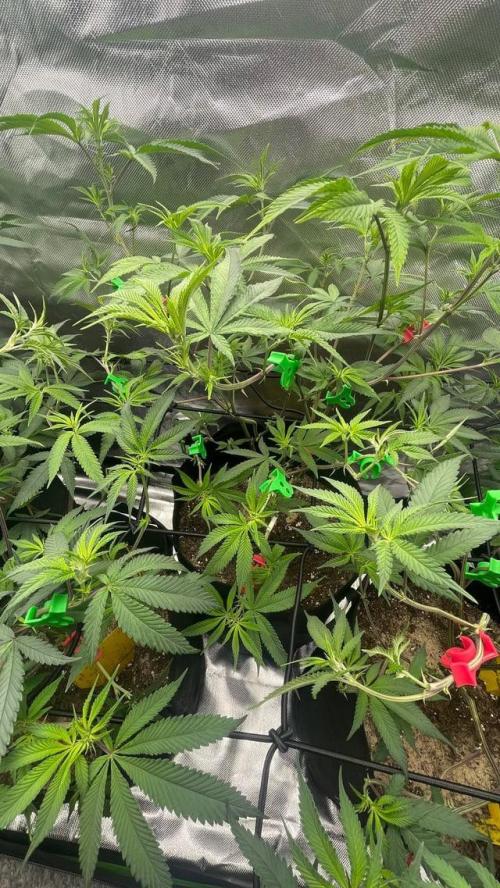 1. GROW - JUNGLEBOYS - ANIMAL TSUNAMI. Week 7