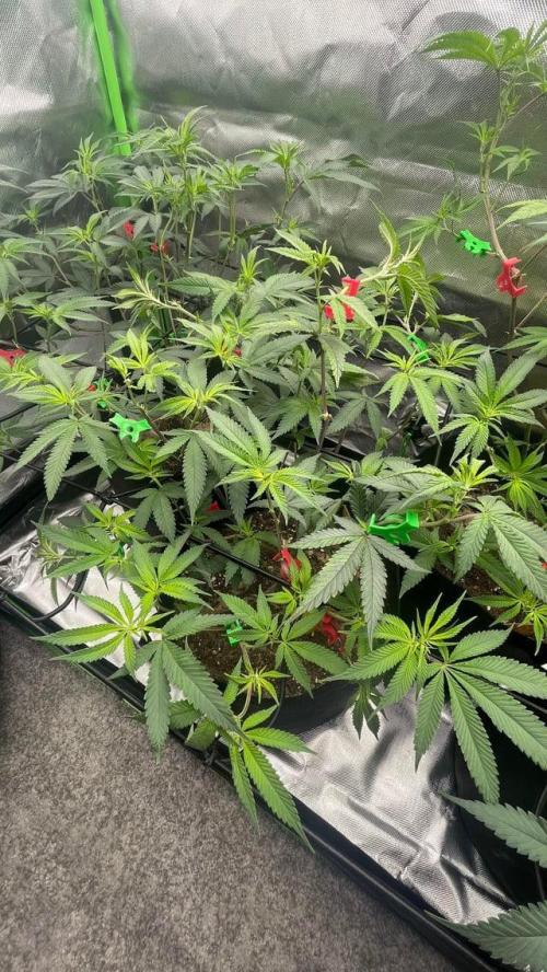 1. GROW - JUNGLEBOYS - ANIMAL TSUNAMI. Week 7