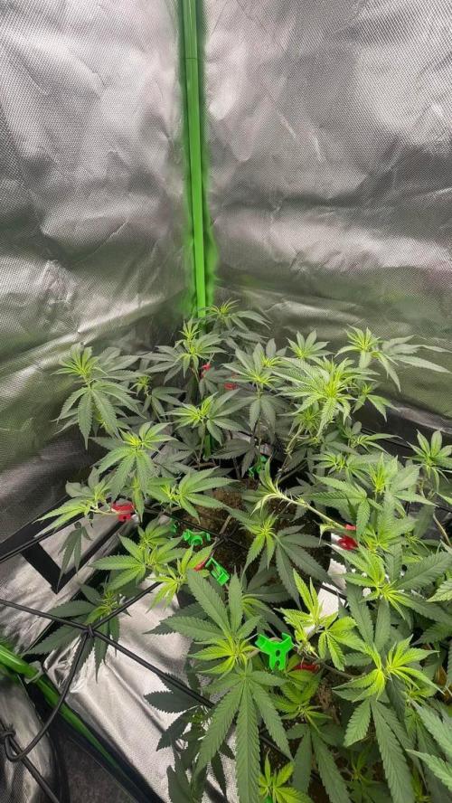1. GROW - JUNGLEBOYS - ANIMAL TSUNAMI. Week 7