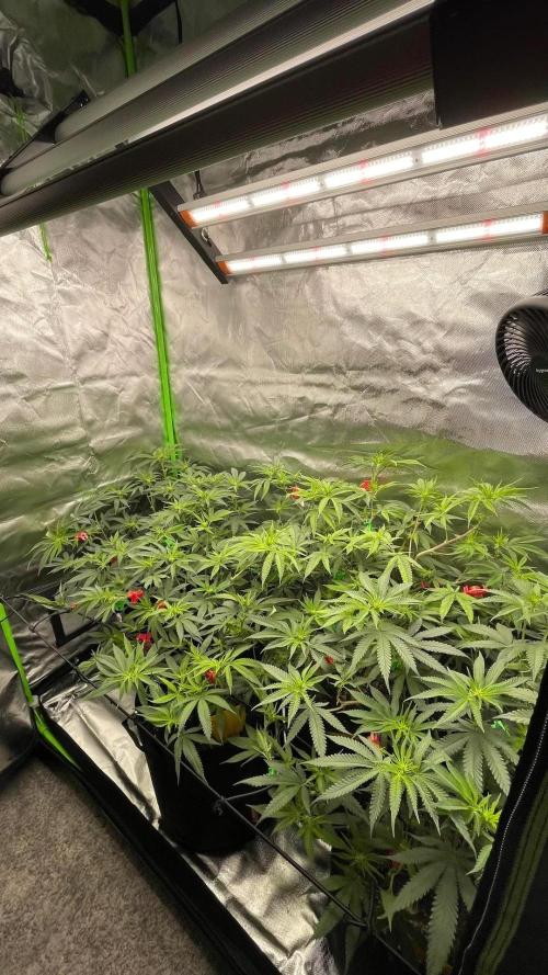 1. GROW - JUNGLEBOYS - ANIMAL TSUNAMI. Week 8