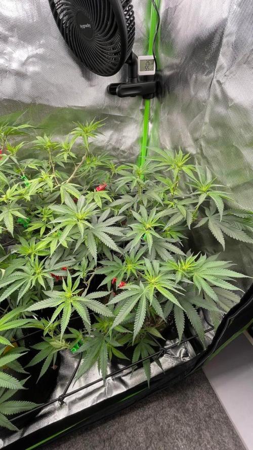 1. GROW - JUNGLEBOYS - ANIMAL TSUNAMI. Week 8