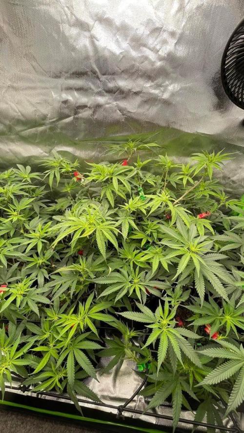 1. GROW - JUNGLEBOYS - ANIMAL TSUNAMI. Week 8