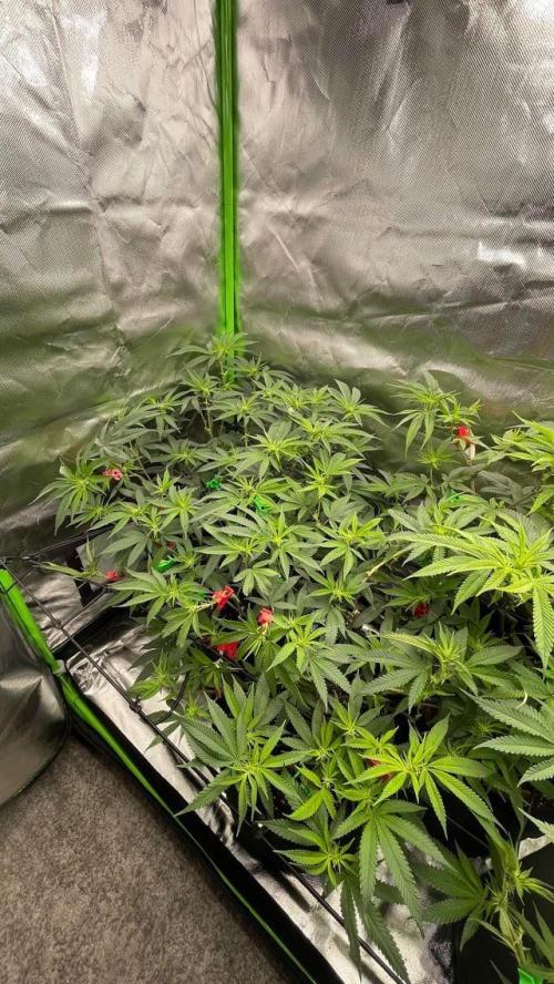 1. GROW - JUNGLEBOYS - ANIMAL TSUNAMI. Week 8