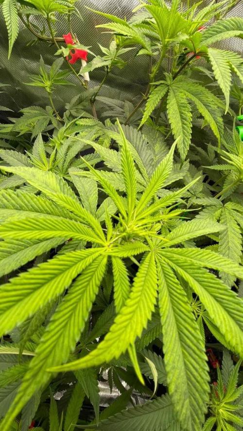 1. GROW - JUNGLEBOYS - ANIMAL TSUNAMI. Week 8