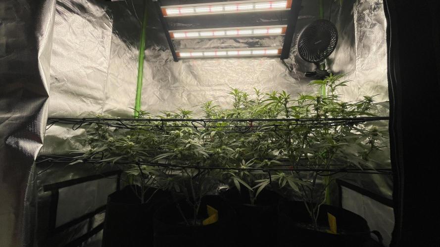 1. GROW - JUNGLEBOYS - ANIMAL TSUNAMI. Week 9