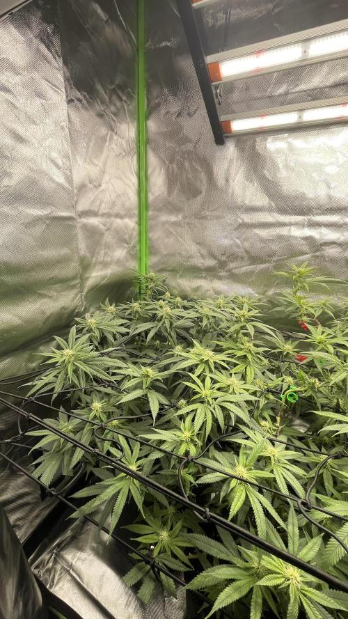 1. GROW - JUNGLEBOYS - ANIMAL TSUNAMI. Week 9