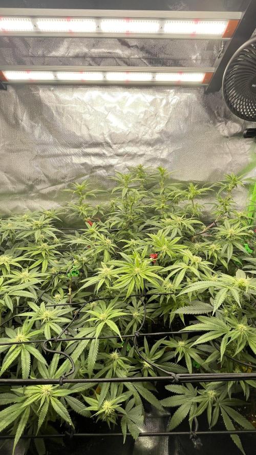 1. GROW - JUNGLEBOYS - ANIMAL TSUNAMI. Week 9