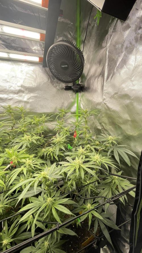 1. GROW - JUNGLEBOYS - ANIMAL TSUNAMI. Week 9