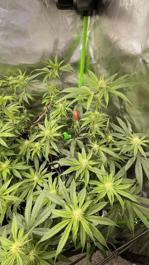 1. GROW - JUNGLEBOYS - ANIMAL TSUNAMI. Week 9