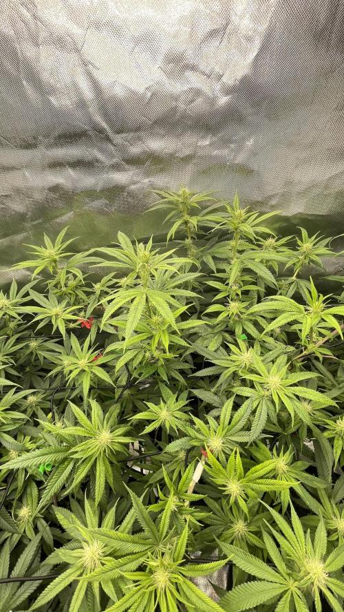 1. GROW - JUNGLEBOYS - ANIMAL TSUNAMI. Week 9