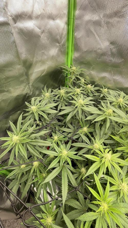 1. GROW - JUNGLEBOYS - ANIMAL TSUNAMI. Week 9