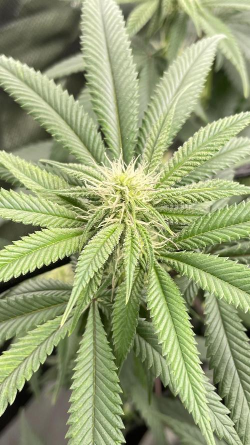 1. GROW - JUNGLEBOYS - ANIMAL TSUNAMI. Week 9