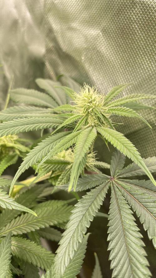 1. GROW - JUNGLEBOYS - ANIMAL TSUNAMI. Week 9