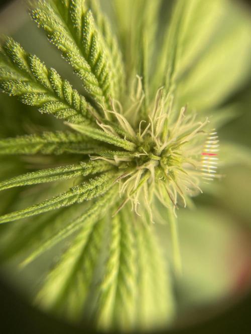 1. GROW - JUNGLEBOYS - ANIMAL TSUNAMI. Week 9