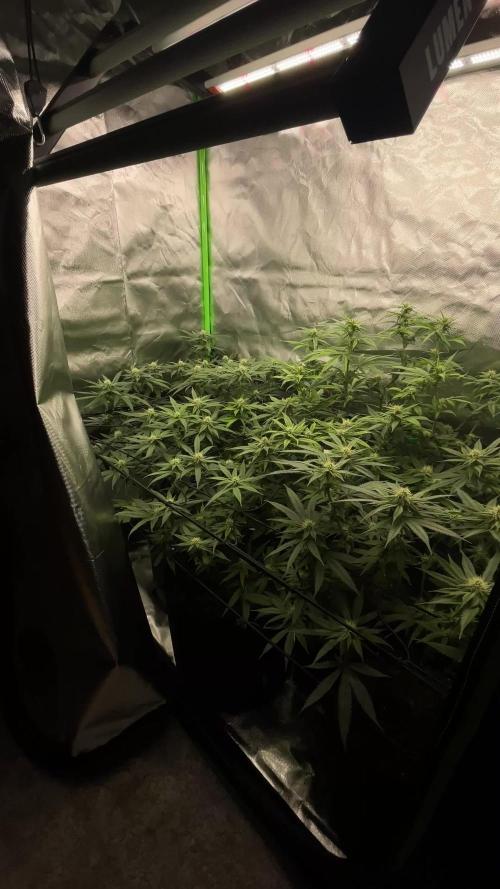 1. GROW - JUNGLEBOYS - ANIMAL TSUNAMI