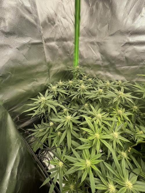 1. GROW - JUNGLEBOYS - ANIMAL TSUNAMI. Week 10