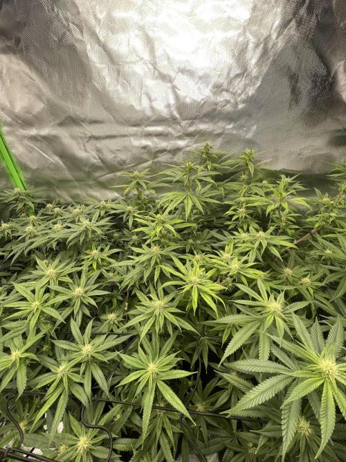 1. GROW - JUNGLEBOYS - ANIMAL TSUNAMI. Week 10