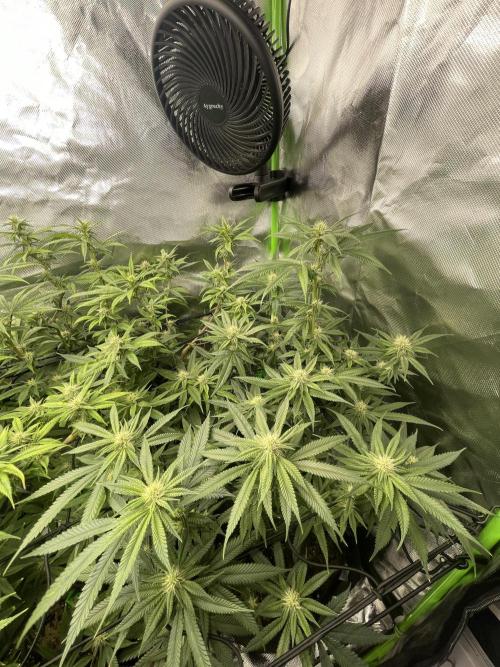 1. GROW - JUNGLEBOYS - ANIMAL TSUNAMI. Week 10