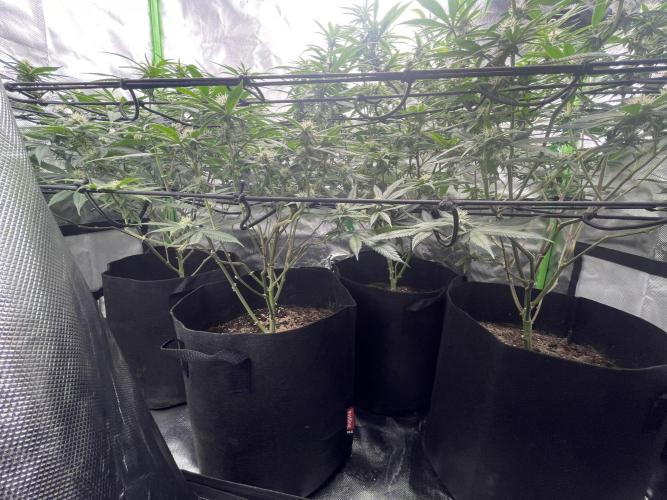 1. GROW - JUNGLEBOYS - ANIMAL TSUNAMI. Week 10