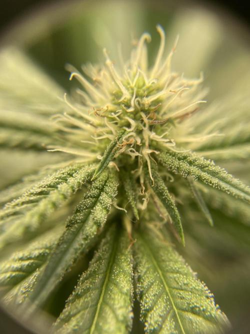 1. GROW - JUNGLEBOYS - ANIMAL TSUNAMI. Week 10