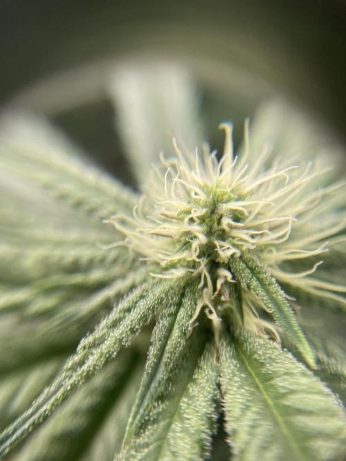 1. GROW - JUNGLEBOYS - ANIMAL TSUNAMI. Week 10