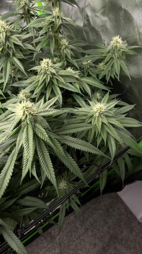 1. GROW - JUNGLEBOYS - ANIMAL TSUNAMI