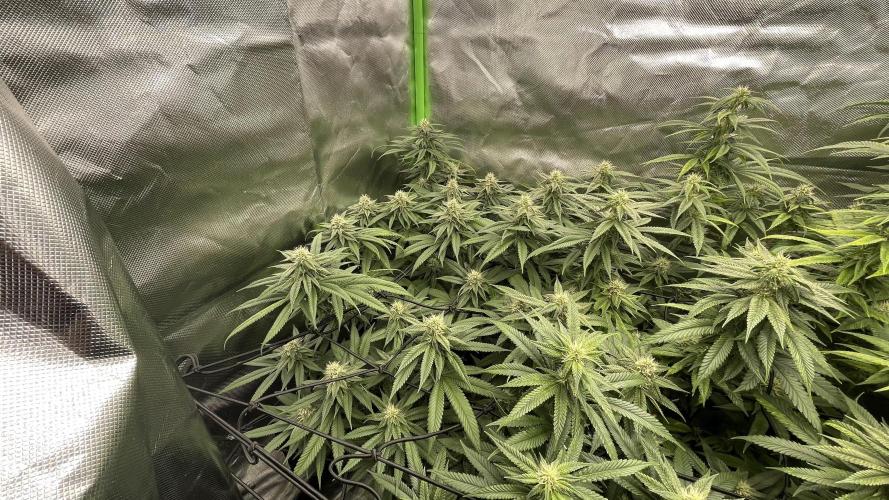 1. GROW - JUNGLEBOYS - ANIMAL TSUNAMI. Week 11