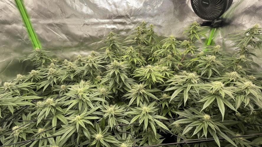 1. GROW - JUNGLEBOYS - ANIMAL TSUNAMI. Week 11