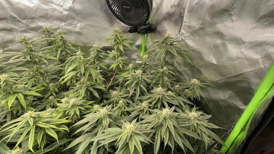 1. GROW - JUNGLEBOYS - ANIMAL TSUNAMI. Week 11