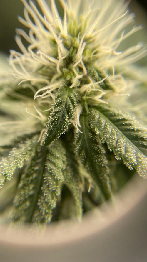 1. GROW - JUNGLEBOYS - ANIMAL TSUNAMI. Week 11