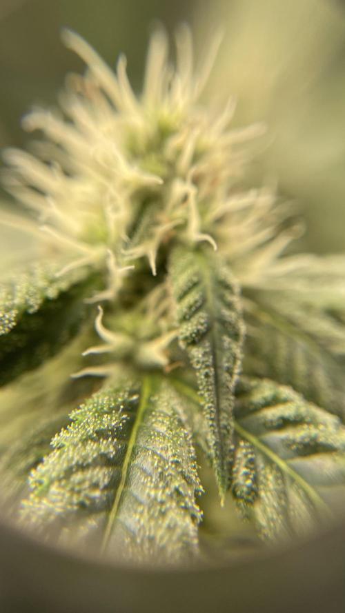 1. GROW - JUNGLEBOYS - ANIMAL TSUNAMI. Week 11