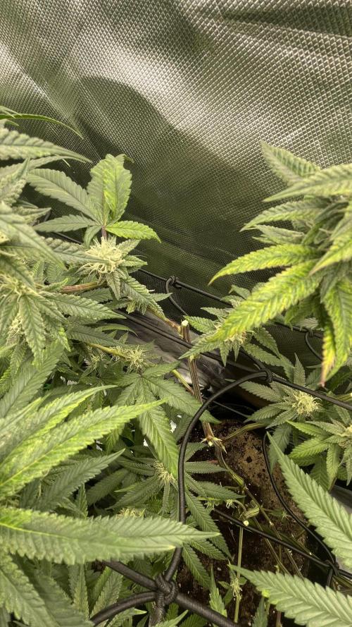 1. GROW - JUNGLEBOYS - ANIMAL TSUNAMI. Week 11