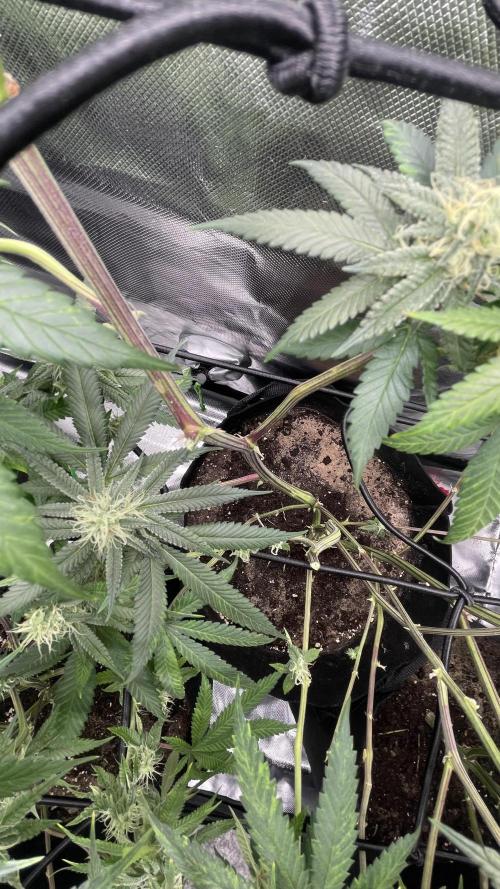 1. GROW - JUNGLEBOYS - ANIMAL TSUNAMI. Week 11