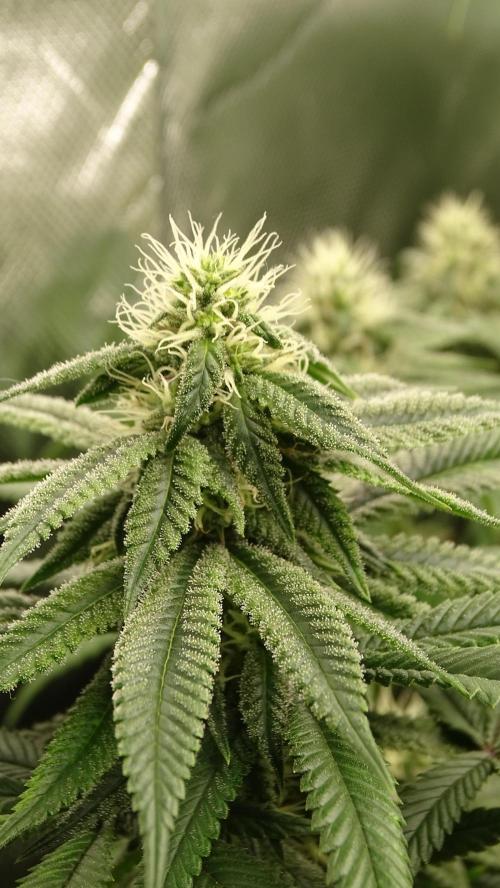 1. GROW - JUNGLEBOYS - ANIMAL TSUNAMI. Week 11