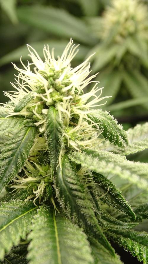 1. GROW - JUNGLEBOYS - ANIMAL TSUNAMI. Week 11