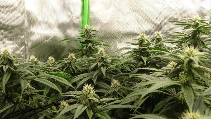 1. GROW - JUNGLEBOYS - ANIMAL TSUNAMI. Week 11