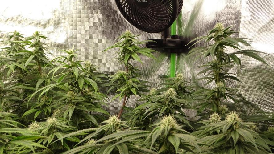 1. GROW - JUNGLEBOYS - ANIMAL TSUNAMI. Week 11