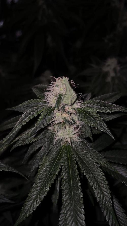 1. GROW - JUNGLEBOYS - ANIMAL TSUNAMI