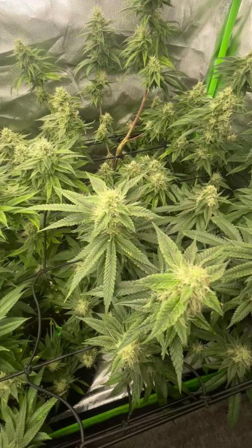 1. GROW - JUNGLEBOYS - ANIMAL TSUNAMI