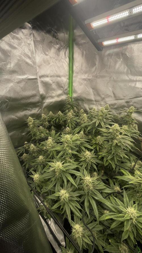 1. GROW - JUNGLEBOYS - ANIMAL TSUNAMI. Week 12