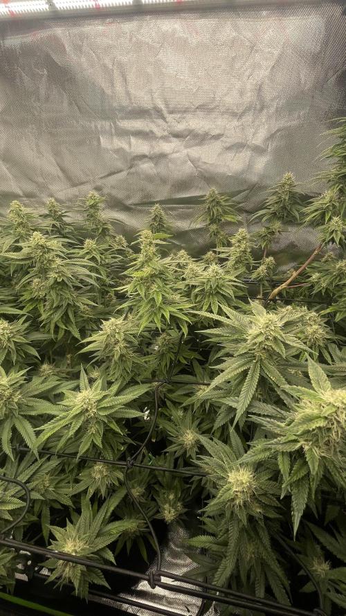 1. GROW - JUNGLEBOYS - ANIMAL TSUNAMI. Week 12